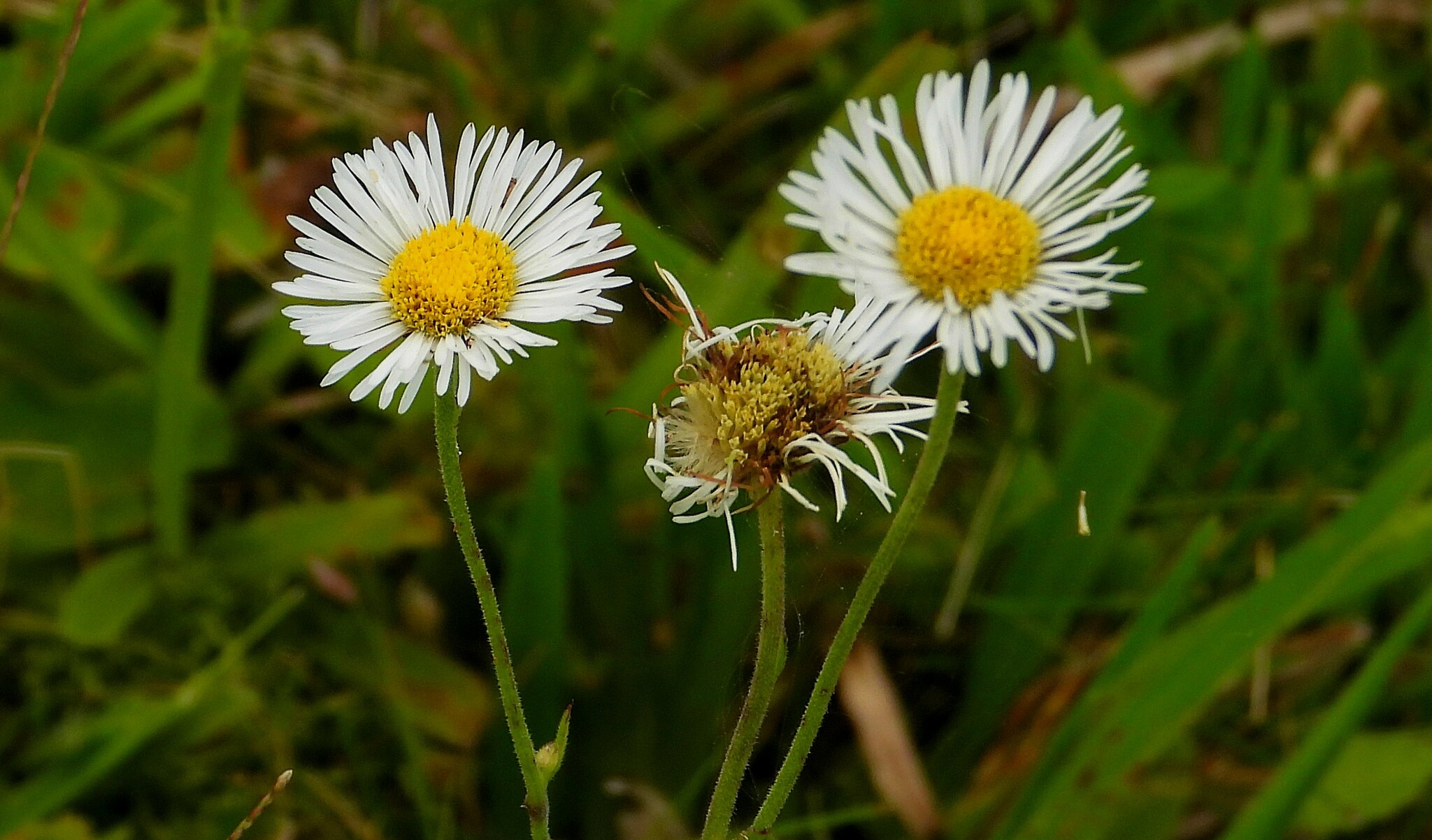 Leptostelma maxima