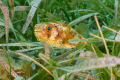 Balloonfish photo 4
