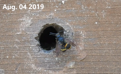 Orancistrocerus drewseni