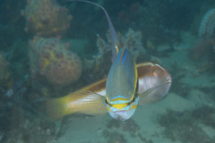 Pentapodus paradiseus