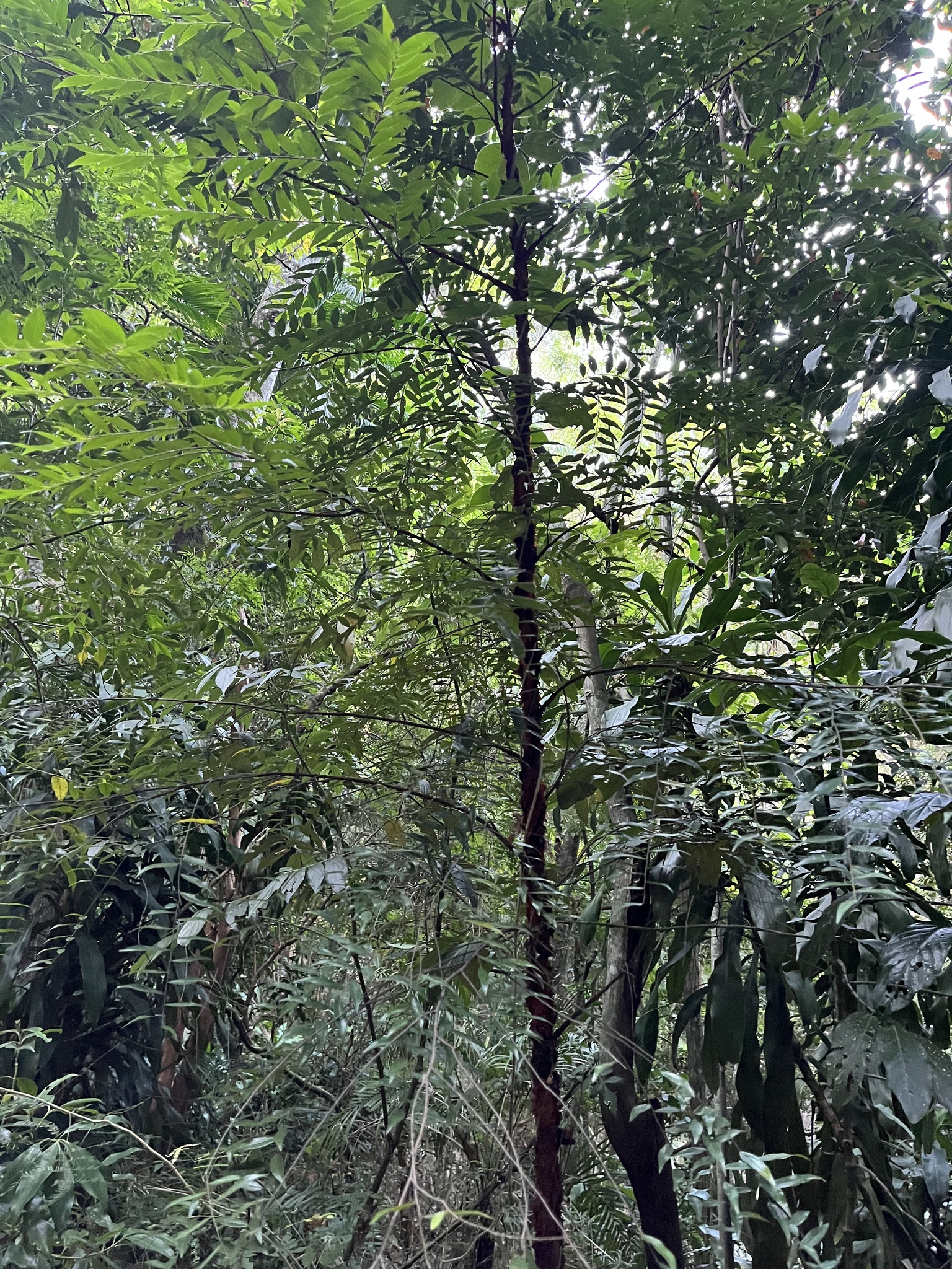 Imagem de Pindaíba
