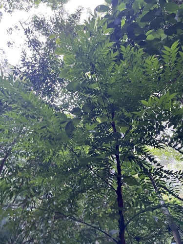 Foto de Pindaíba