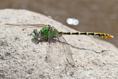 Erpetogomphus heterodon