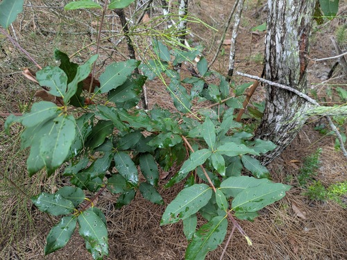 Syncarpia glomulifera observed 2025-02-14