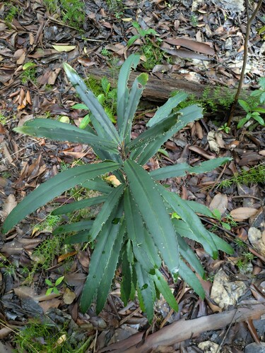 Brexia madagascariensis (Brexia madagascariensis)