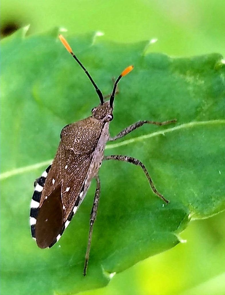 Catorhintha apicalis