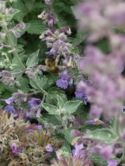 Bombus humilis