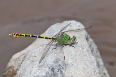 Erpetogomphus heterodon