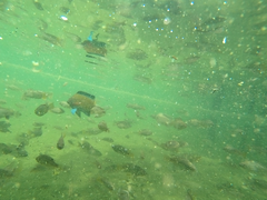 Oreochromis spilurus