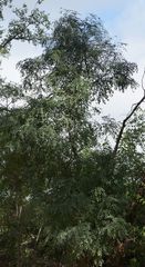 Styphnolobium affine