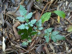 Paullinia fuscescens, photograph (c) Kevin Faccenda, some rights reserved (CC BY)