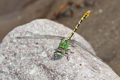 Erpetogomphus heterodon