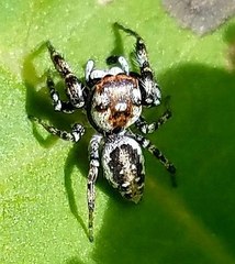 Metaphidippus