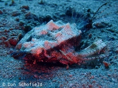 Eurypegasus draconis