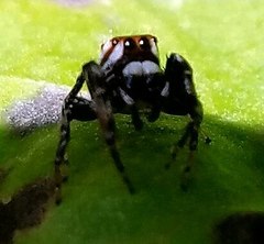 Metaphidippus