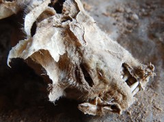 Macroderma gigas