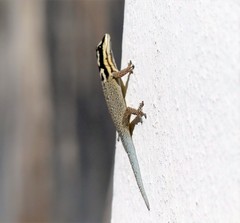 Lygodactylus mombasicus