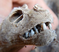 Macroderma gigas