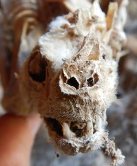 Macroderma gigas