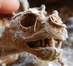 Macroderma gigas