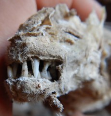 Macroderma gigas