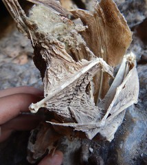 Macroderma gigas