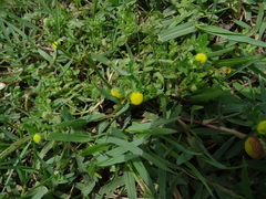 Grangea maderaspatana