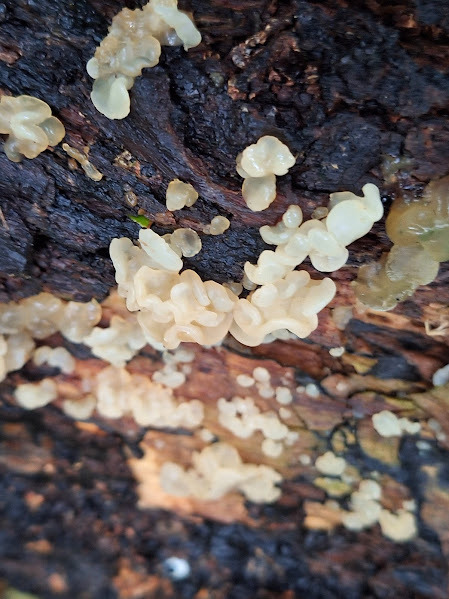 Protohydnum pululahuanum · February 2025 · photo: © rocio_pose (iNaturalist, cc-by)