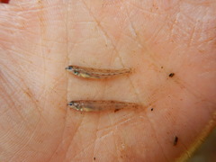 Etheostoma chlorosoma