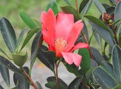 Camellia azalea