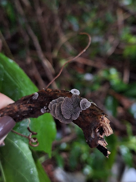 Resupinatus applicatus · February 2025 · photo: © rocio_pose (iNaturalist, cc-by)