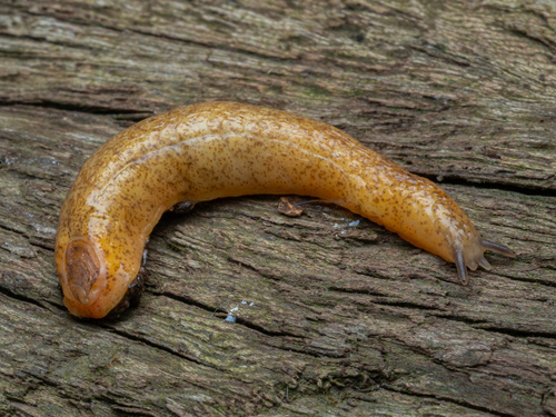 Shield Slug