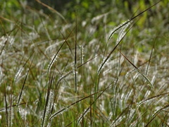 Heteropogon
