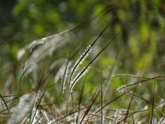 Heteropogon