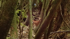 Cervus nippon yakushimae