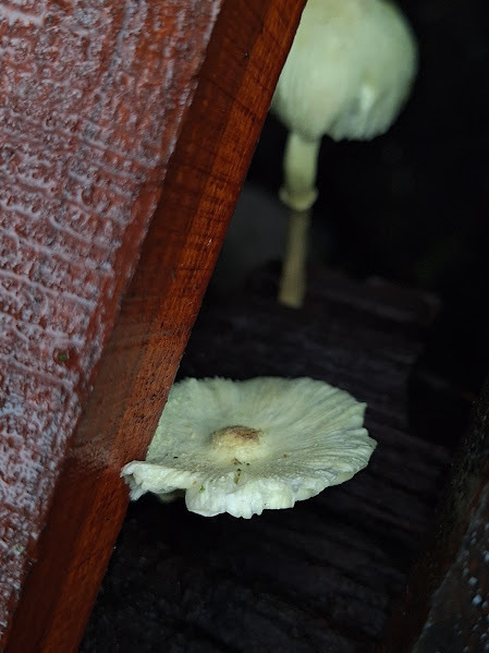 Leucocoprinus birnbaumii · February 2025 · photo: © rocio_pose (iNaturalist, cc-by)