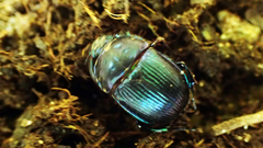 Phelotrupes auratus