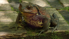 Bufo praetextatus