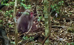 Macaca fuscata yakui