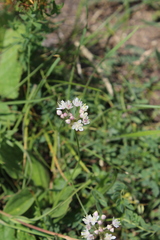 Allium denudatum