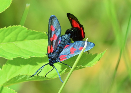 Paprastasis marguolis nuotrauka