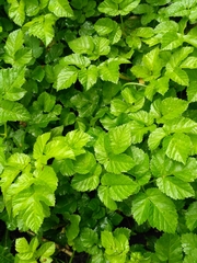 Aegopodium podagraria