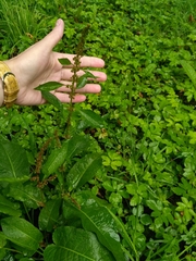 Rumex obtusifolius
