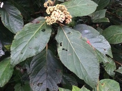 Hydrangea aspera