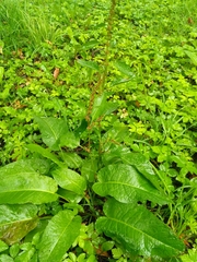 Rumex obtusifolius