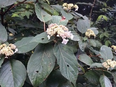 Hydrangea aspera