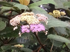 Hydrangea aspera