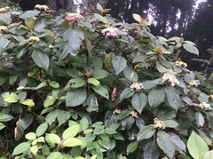 Hydrangea aspera