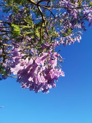 Jacaranda mimosifolia