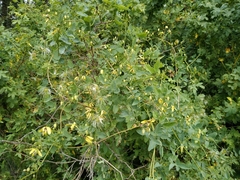 Clematis orientalis